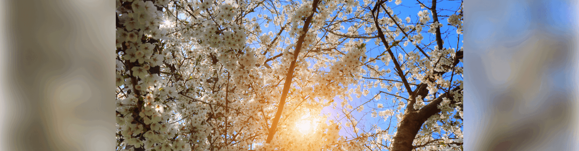 From Meadows to Markets: 5 Fantastic Toronto Spring Activities in 2022